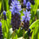 Thumbnail: Muscari latifolium