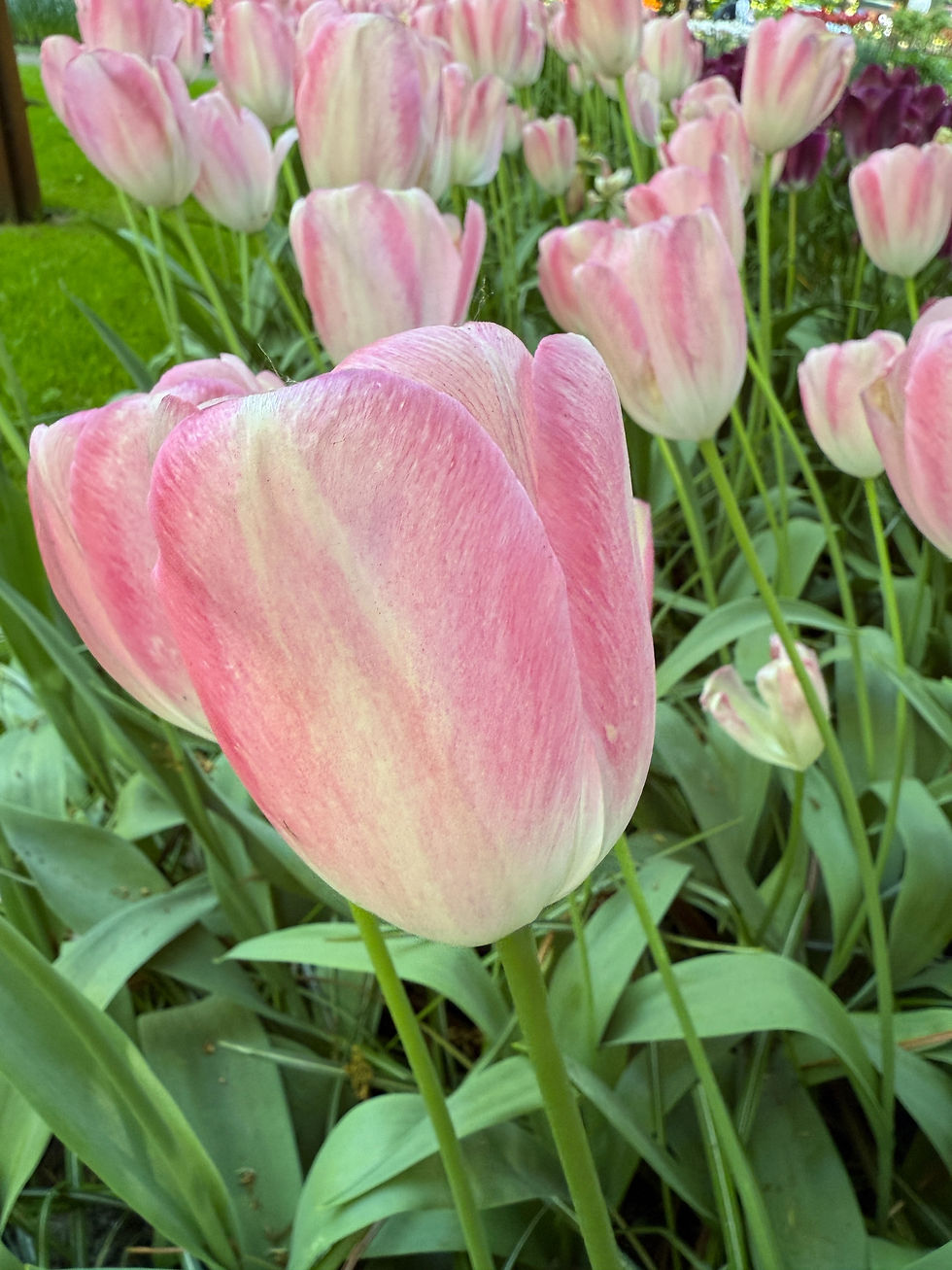 Thumbnail: Tulip Graceland