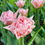 Thumbnail: Tulip Dreamer