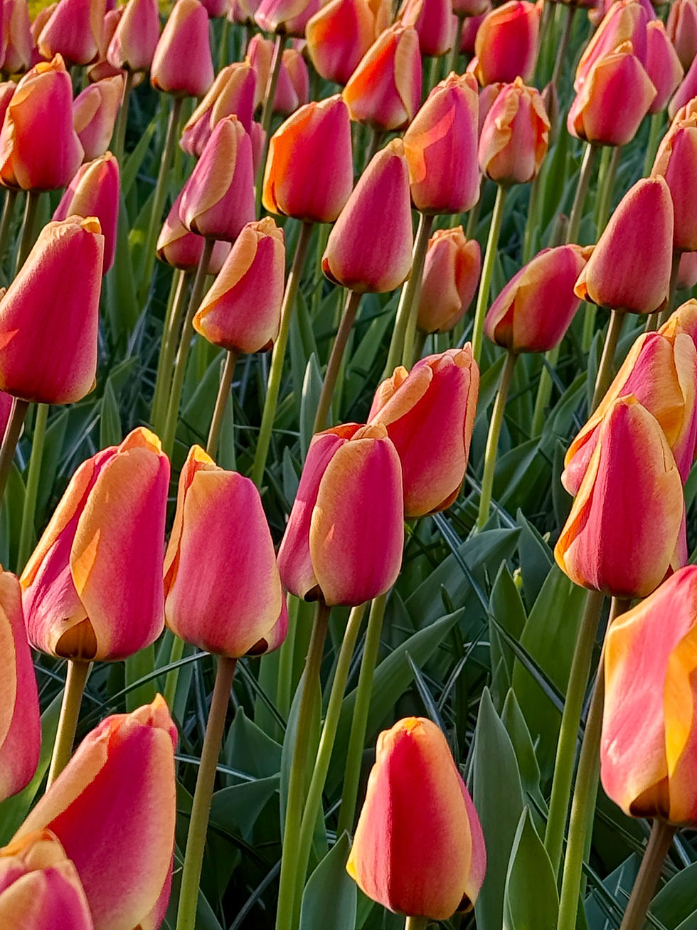 Thumbnail: Tulip Apeldoorn's Elite
