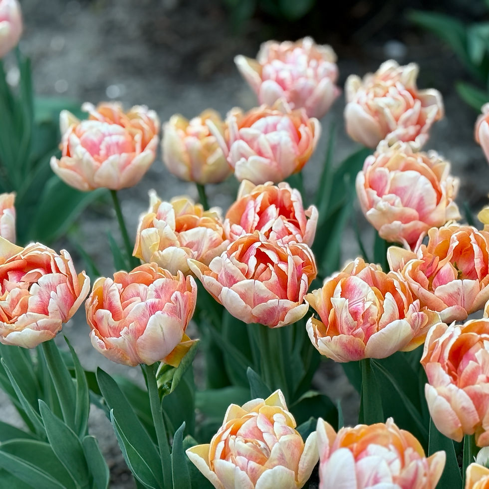 Thumbnail: Tulip Foxy Foxtrot