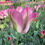 Thumbnail: Tulip Greenland