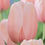 Thumbnail: Tulip Salmon Impression