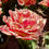 Thumbnail: Tulip Brisbane