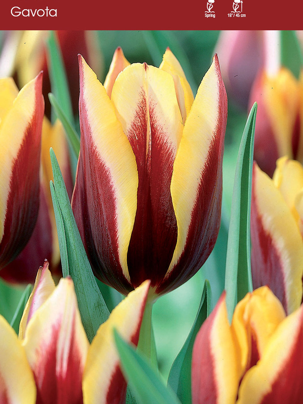 Tulip Gavota