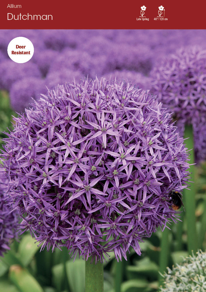 Allium Dutchman