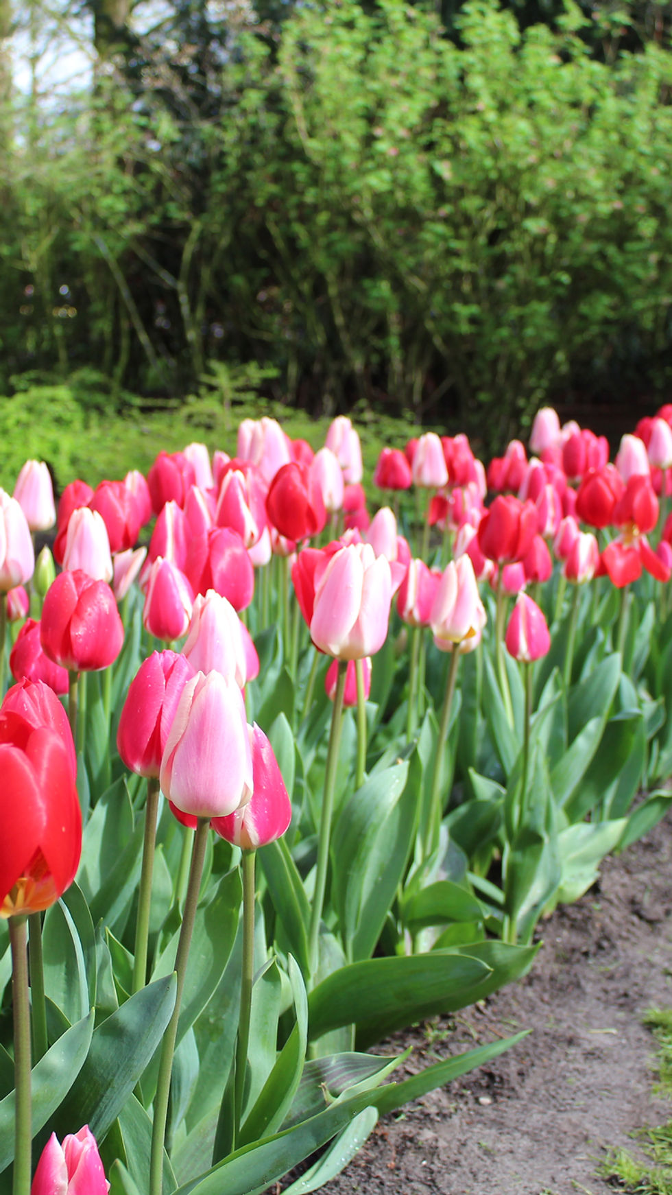 Thumbnail: Blend Delight Mix