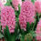 Thumbnail: Hyacinth Pink Pearl