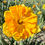 Thumbnail: Daffodil Bright Corsage