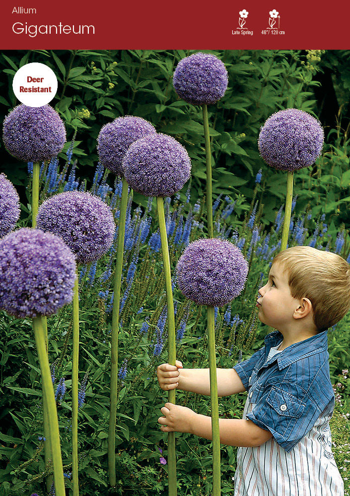 Allium Giganteum
