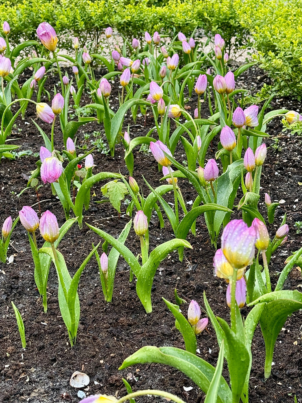 Thumbnail: Tulip bakeri lilac Wonder