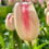 Thumbnail: Tulip Graceland