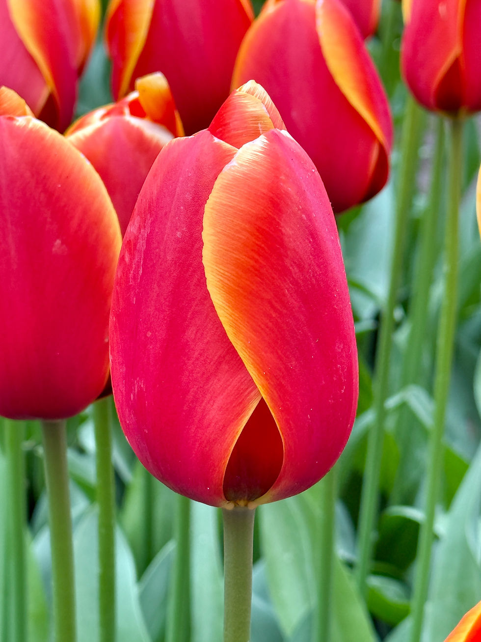 Thumbnail: Tulip Dafeng