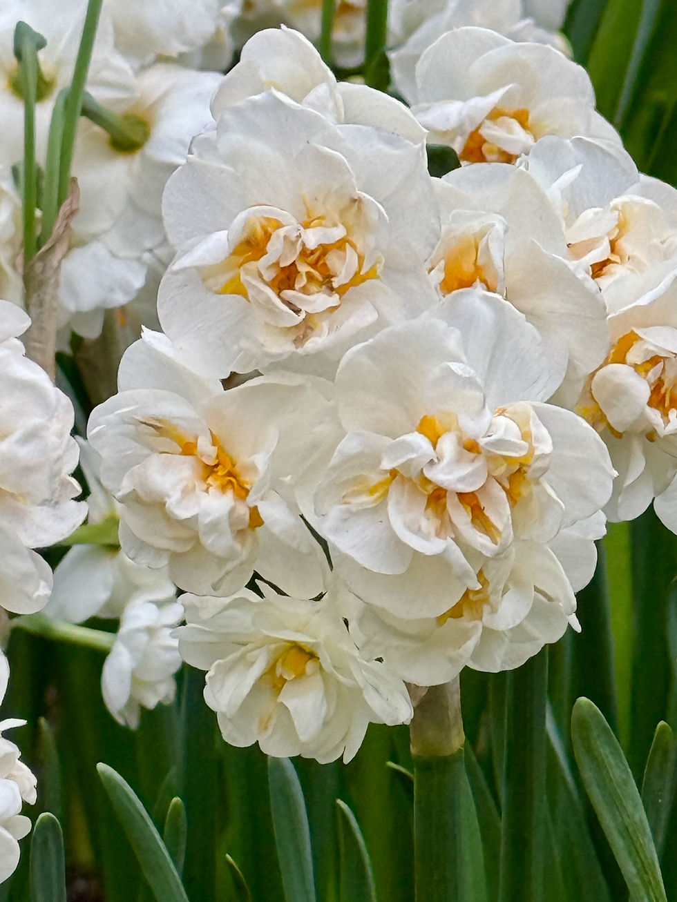 Thumbnail: Daffodil Bridal Crown