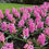 Thumbnail: Hyacinth Pink Pearl
