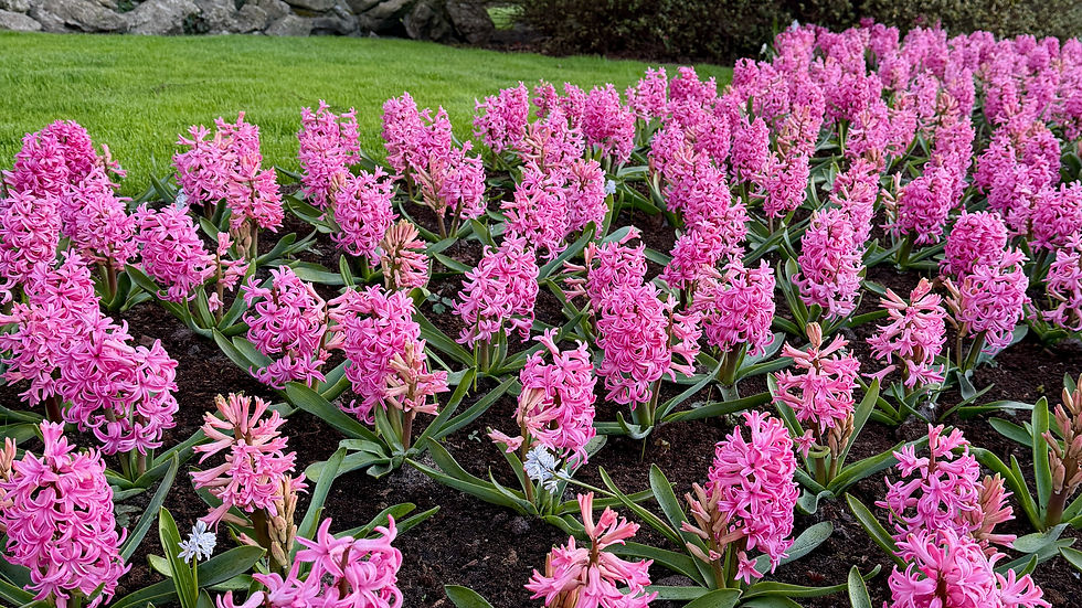 Thumbnail: Hyacinth Pink Pearl