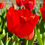 Thumbnail: Tulip Bourbon Street