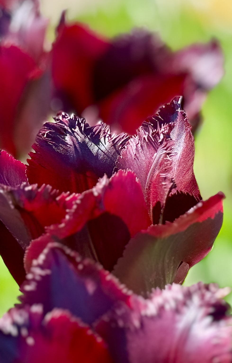 Thumbnail: Tulip Vincent van Gogh