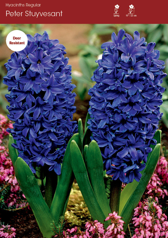 Hyacinth Peter Stuyvesant