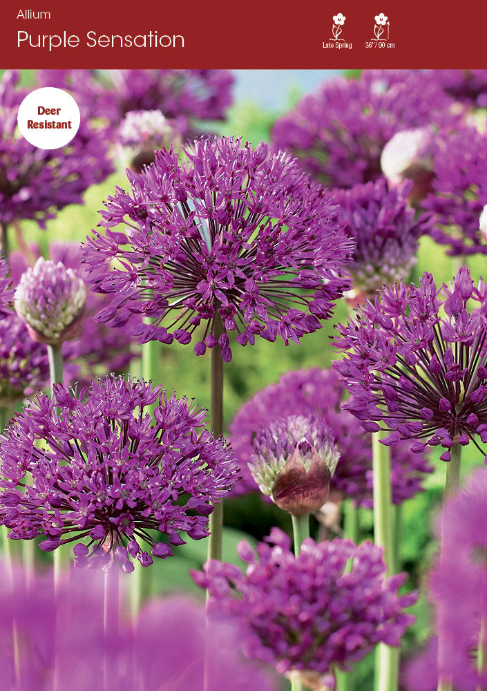 Allium Purple Sensation