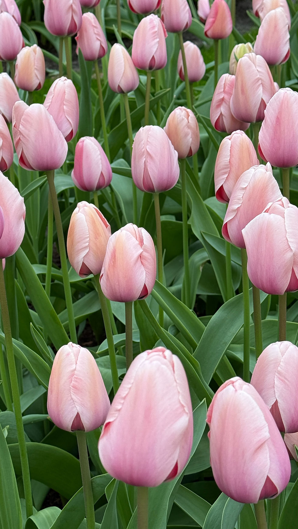 Thumbnail: Tulip Salmon Impression