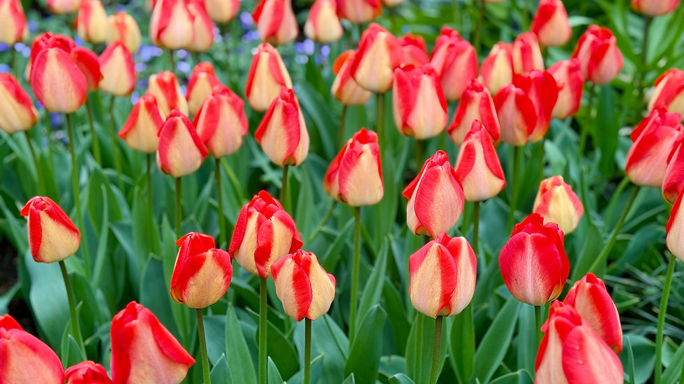 Thumbnail: Tulip American dream