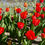 Thumbnail: Tulip Bourbon Street