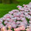 Thumbnail: Tulip Dreamer