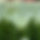 Thumbnail: Tulip Ivory Proud