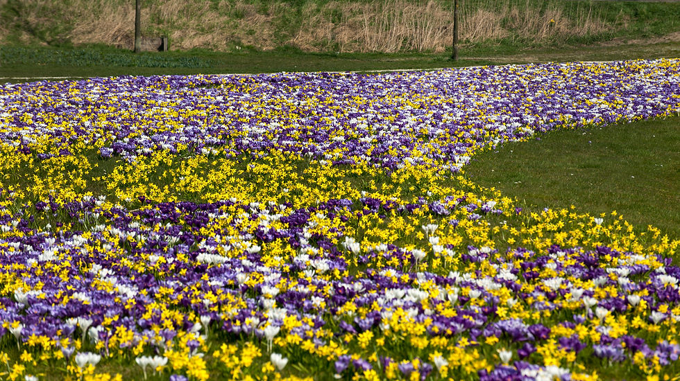 Crocus and narcis bulbs under grass