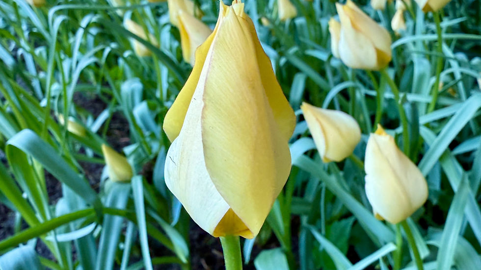 Thumbnail: Tulip bat. Bright Gem