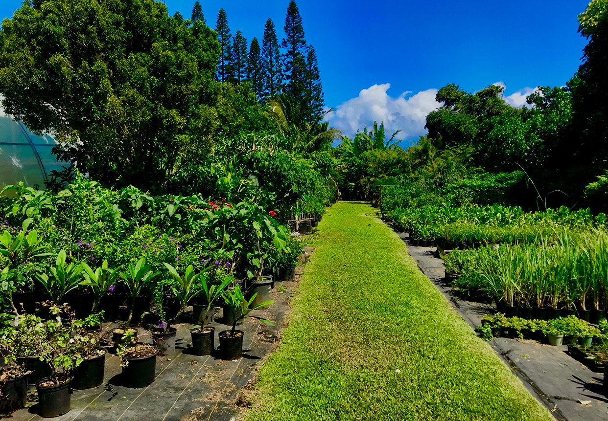 Aikane Nursery and Landscaping photo 1 in Hawi