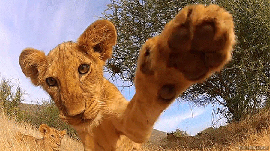 funny-animals-31.gif