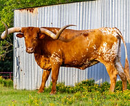 Cows 7_edited.jpg
