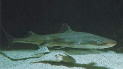 Schwarzer Dornhai.jpg