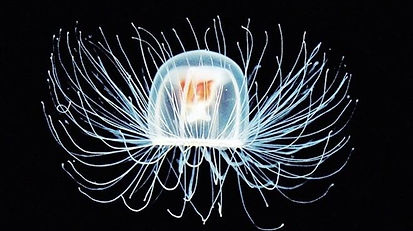 Immortal Jellyfish.jpg