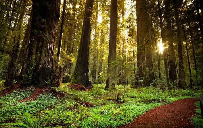 VC_Experiences_HumboldtRedwoodsStatePark_RF_183547202.jpg.webp
