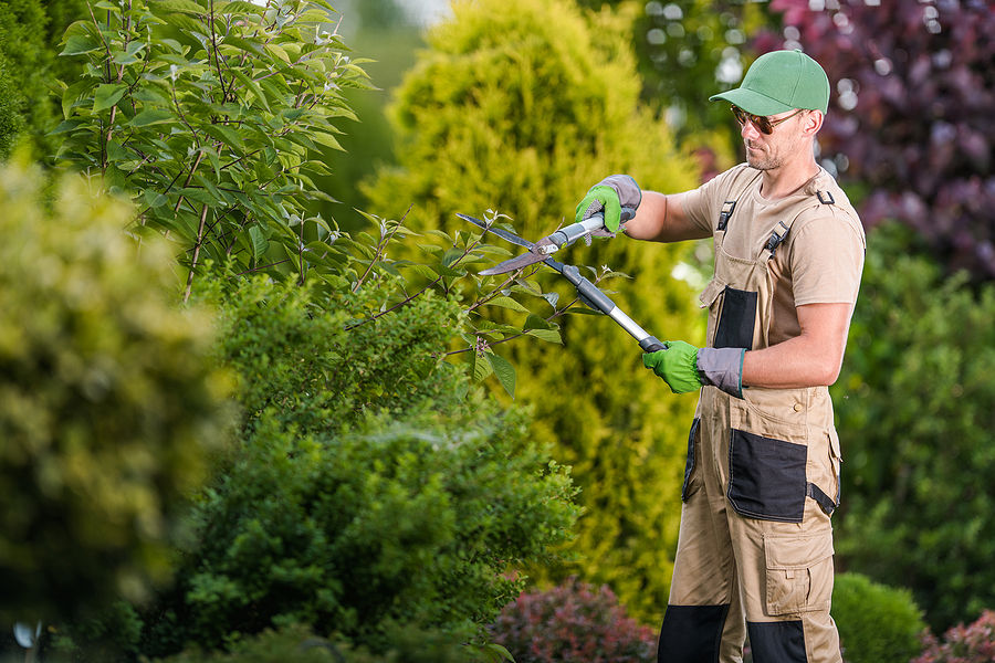 tree care in Winnipeg 