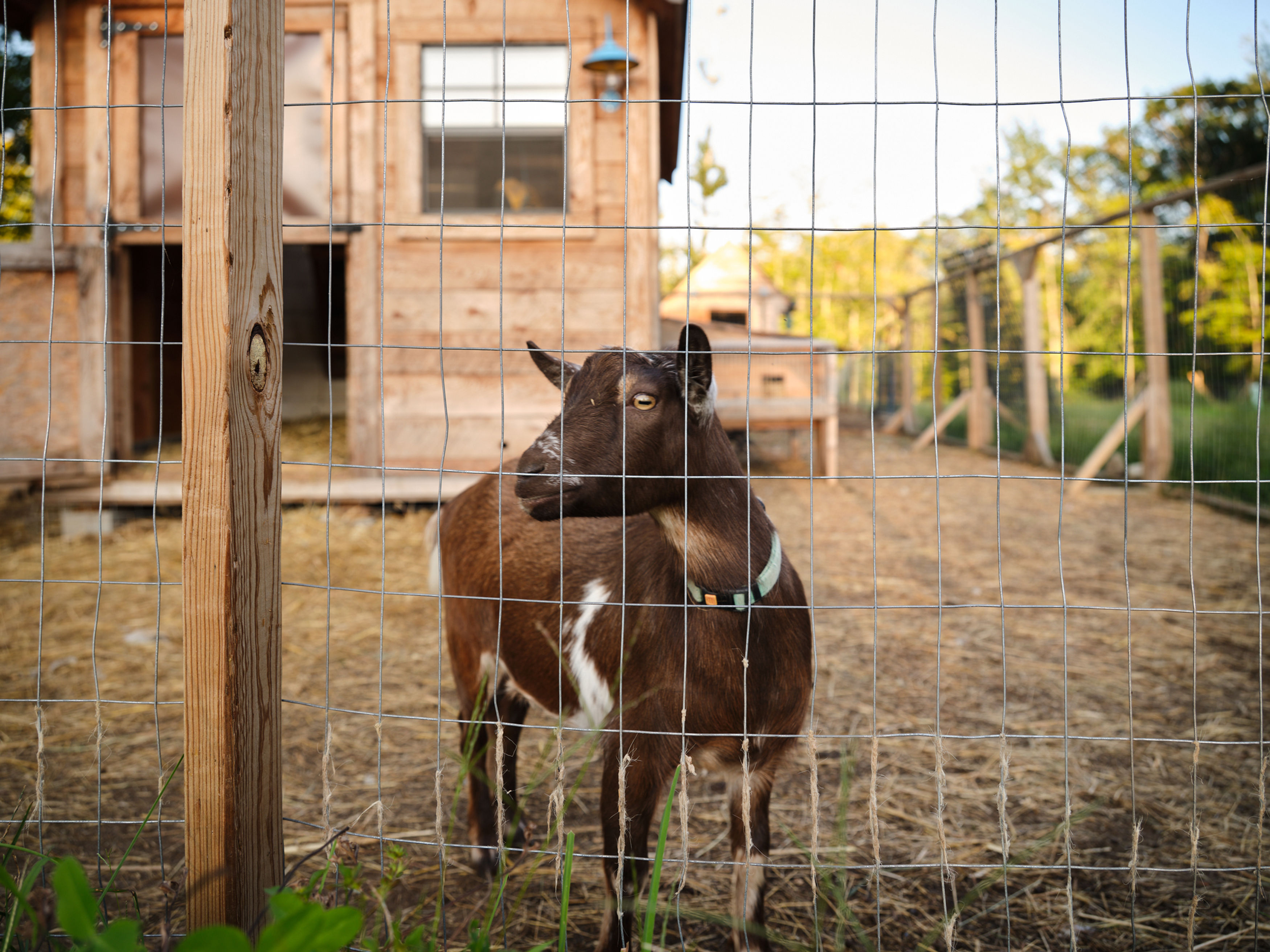 Half Goat Share Deposit