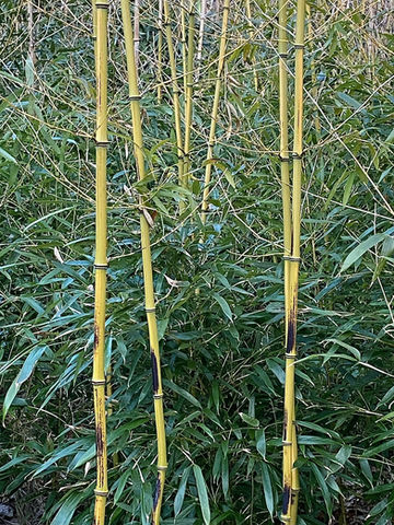 Bamboo Wood