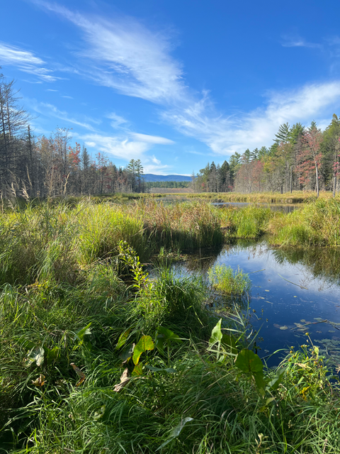 Long Meadow Brook Reserve