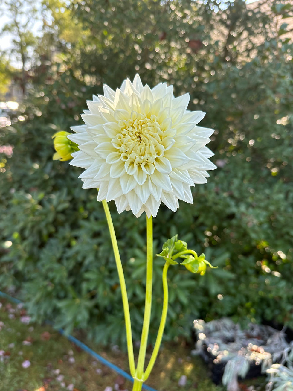 Thumbnail: Collection of 10 Work Horse Dahlia Tubers