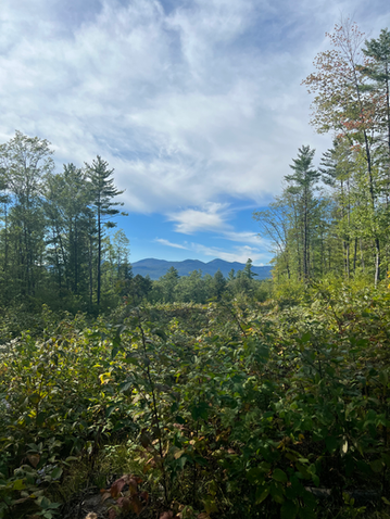 Long Meadow Brook Reserve