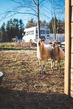 HS Sheep