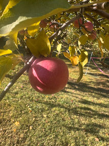 Apple tree