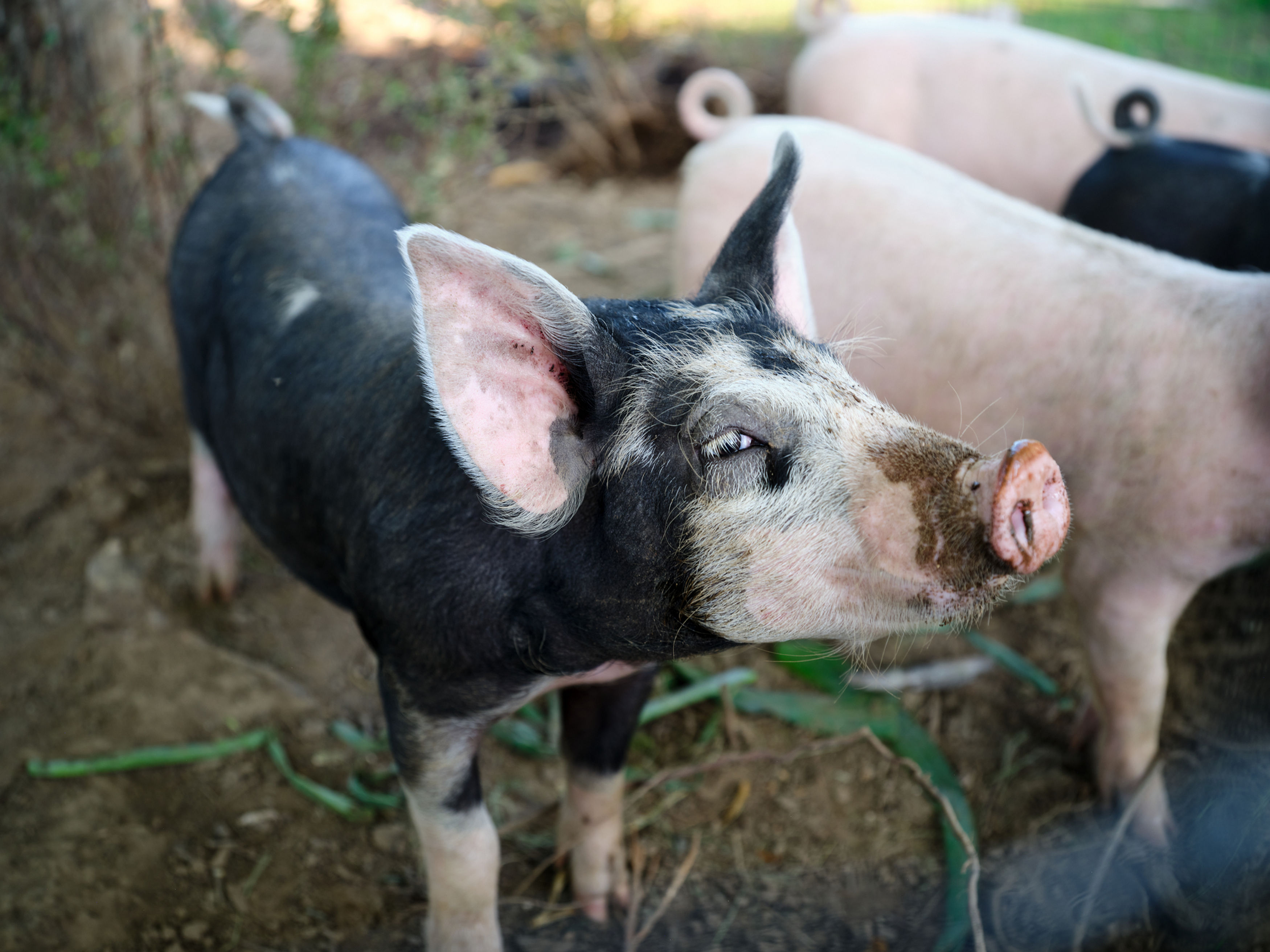 Half Pork Share Deposit