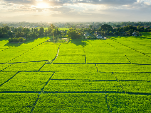 Separated bright green fields of land across a horizon.