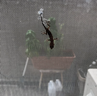 本日の営業情報（９月２８日）