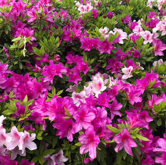 4/11（日）～4/20（火）の営業情報