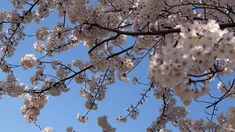 令和7年4月13日 日曜日~本日は新潟にきております。